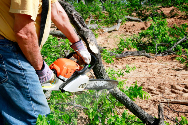 Best Emergency Tree Service  in New Waverly, TX